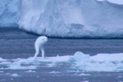 ANTARCTIC HUMANOID