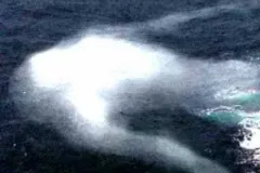 NINGEN