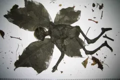 Mummified Fairy Hoax