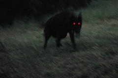 The Black Shuck