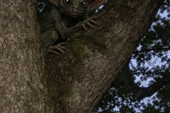 Creetchling In tree