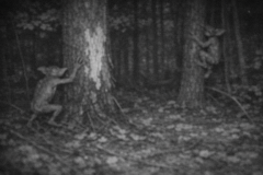 Creetchling on Trailcam?
