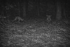 Creetchling on Trailcam?