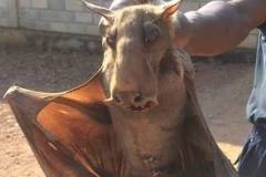Hammer-headed Bat
