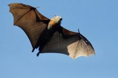 Flying Fox- James Wainscoat
