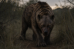 Nandi Bear