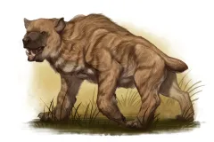 Nandi Bear