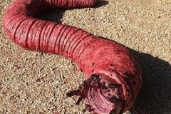 MONGOLIAN DEATH WORM