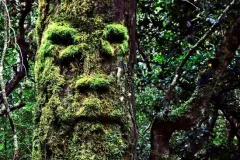 Tree-Face