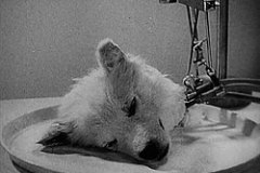 Russian Revival of Organisms- 1940