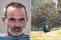 Craig Vogt Peacock Eater