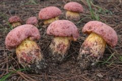 Lanmaoa Asiatica