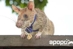 Magawa- HeroRat. RIP