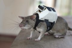 Rescue Rats