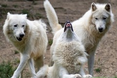 Romulus, Remus, and Khaleesi