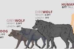 Wolf Size Comparison Chart
