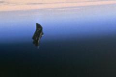 Black Knight Satellite
