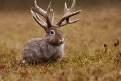 Jackalope