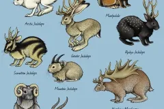 Jackalope