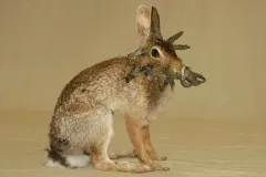 Rabbit with Cutaneous Mycosis