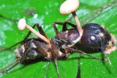 Zombie Ant Fungus