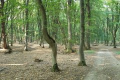 Hoia Baciu Forest 