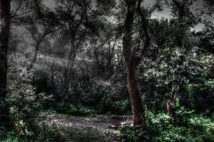 Hoia Baciu Forest 
