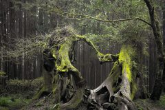 Hoia Baciu Forest 