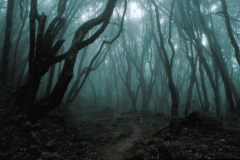 Hoia Baciu Forest 